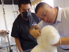 在寵物店能學習寵物美容技術嗎？